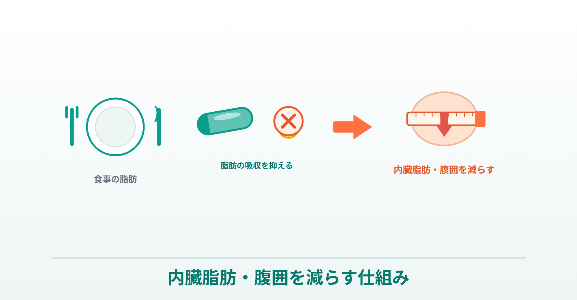 アライが脂肪の吸収を抑え、内臓脂肪・腹囲を減らす仕組みを表したイラスト