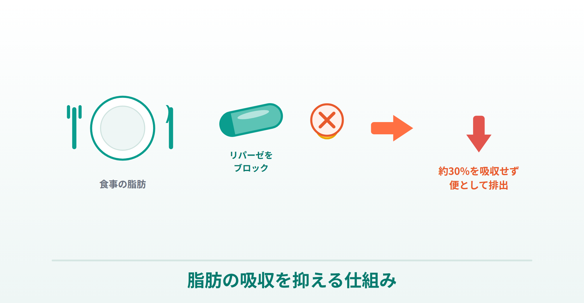 ゼニカルが脂肪の吸収を抑える仕組み（リパーゼ阻害で脂肪を便として排出）を表したイラスト