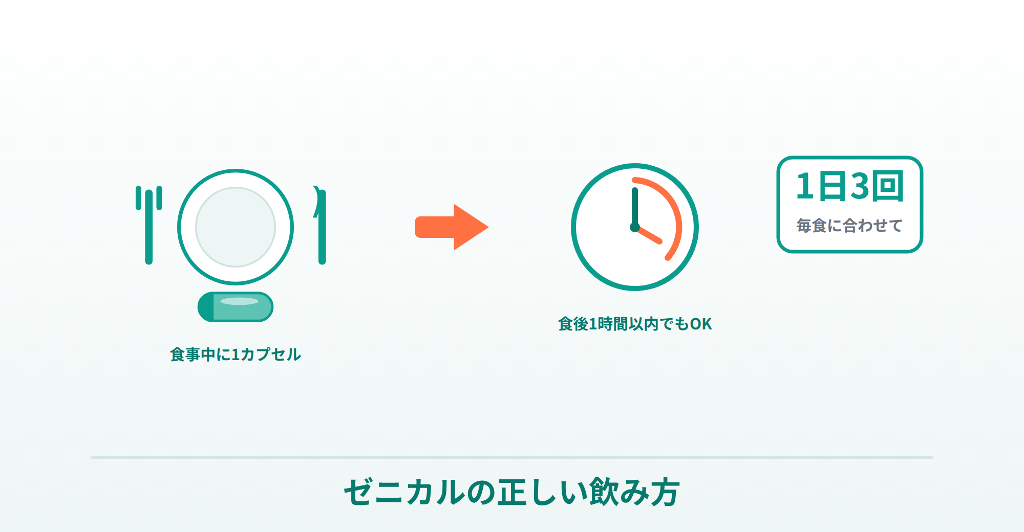 ゼニカルの正しい飲み方（食事中〜食後1時間以内・1日3回・毎食に合わせて）を表したイラスト